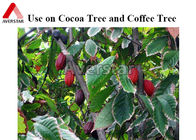 Fungisida pertanian Metalaxyl 12% + Tembaga Oksida 60% WP digunakan pada Pohon Kakao