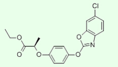 Fenoxaprop-p-ethyl 95% TC, 10% EC Herbisida Pertanian